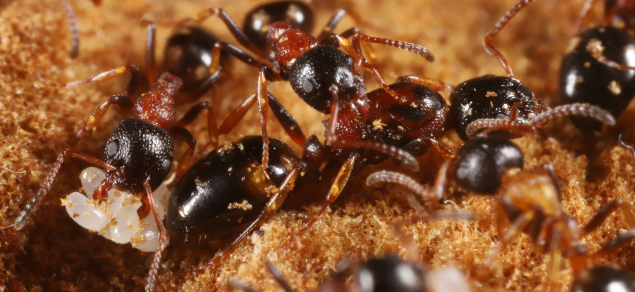 Le formiche sono “insetti nomici”? Un contributo all’etologia della normatività